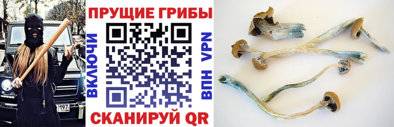 Псилоцибиновые грибы Cubensis  Верхний Тагил 